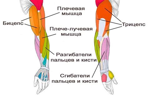 Тренировка мышц рук: группы мышц для сгибания пальцев