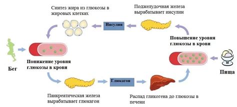 Тренировки и закрытие белково-углеводного окна