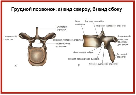 Третий грудной позвонок