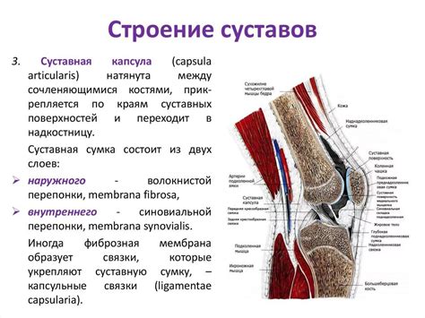 Трехосный сустав: анатомия, функции, характеристики