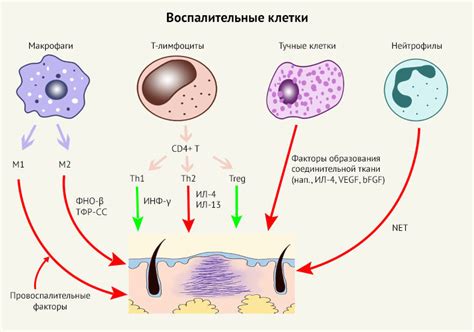 Три фазы регенерации: воспаление, пролиферация и ремоделирование