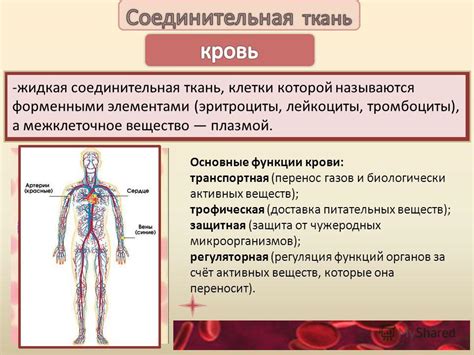 Трофическая функция крови и поддержание гомеостаза