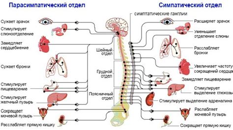 Т4 свободный и нервная система: эффекты и взаимосвязь