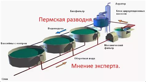 УЗВ для выращивания рыбы