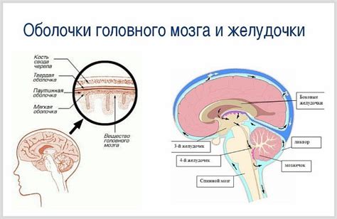 Увеличение желудочков головного мозга у новорожденного