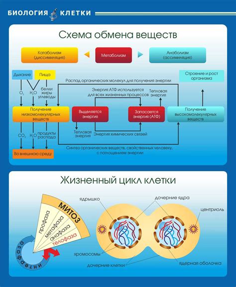 Увеличение обмена веществ