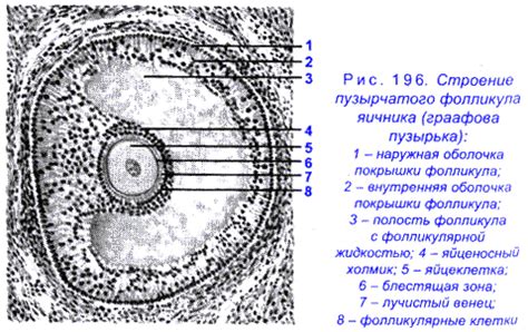 Увеличенная фолликула: основная информация