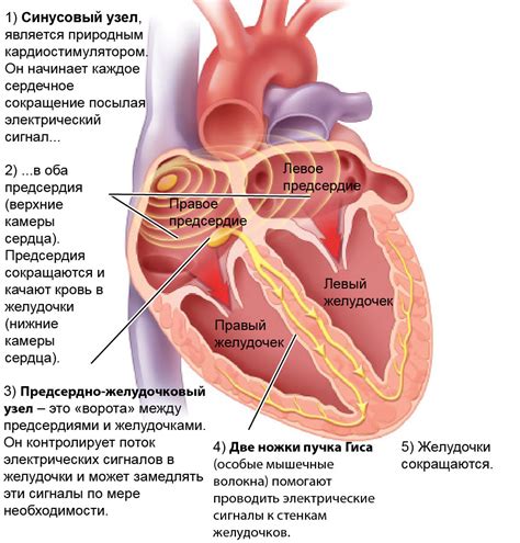 Увеличенный желудочек сердца: причины, симптомы, лечение