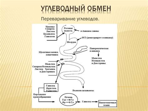 Углеводный обмен: важность и роль