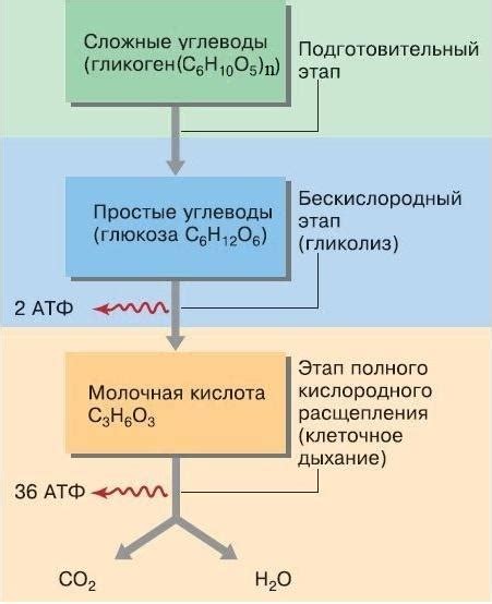 Углеводы и энергетический обмен