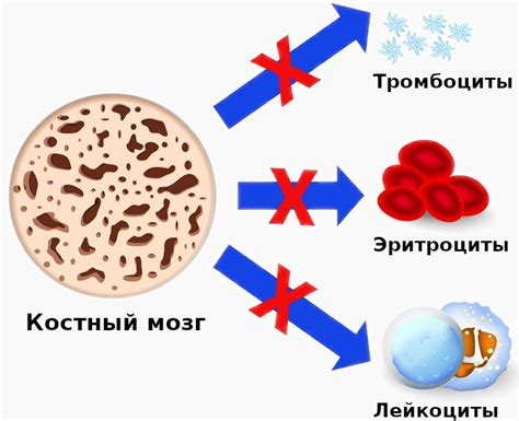 Угнетение кроветворения: причина, последствия и механизмы воздействия