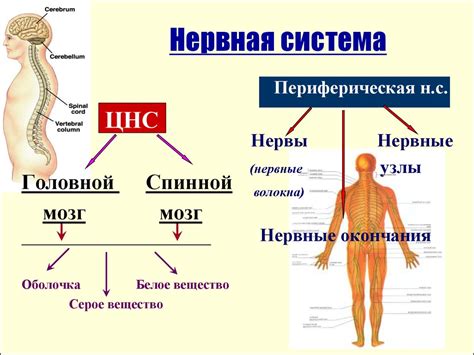 Угнетение центральной нервной системы