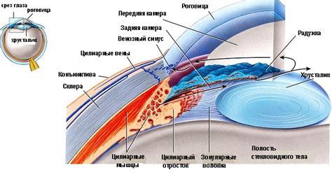 Угол передней камеры глаза: индикатор глаукомы