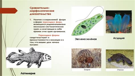 Угрозы для сохранения полиморфно-палочковой формы в современной флоре