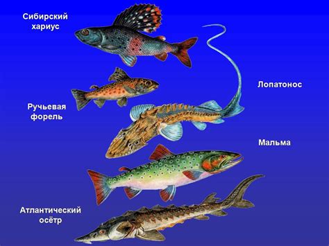 Удивительное многообразие видов рыб в прозрачных водных пространствах