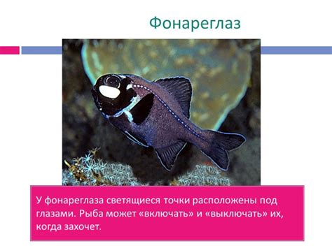 Удивительные свойства раковин: что они показывают о состоянии водной среды?