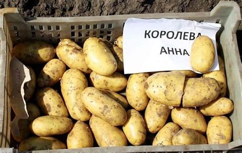 Удивительный смысл сновидческой великой оранжевой корнеплодной культуры