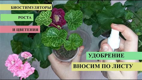 Удобрения для комнатной герани