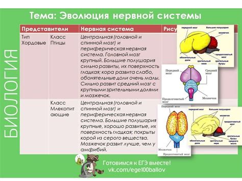 Уздечка у малышей: главные типы и их особенности