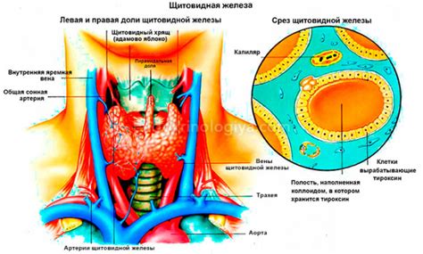 Узлы в щитовидной железе: симптомы и причины образования