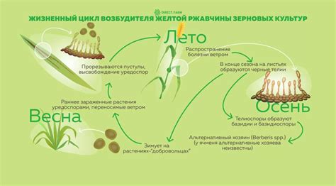 Узнайте основные симптомы ржавчины