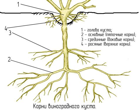 Укорененная корневая система: основные аспекты