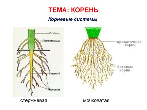 Укорененная корневая система и ее значение для почвы