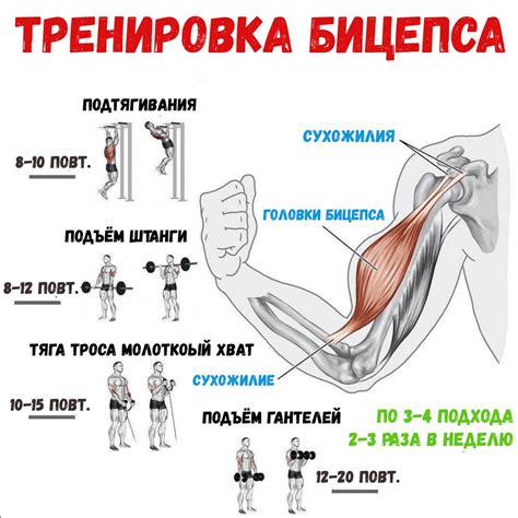 Укрепление личности и уверенность: символика эффектных бицепсов с грузом в сновидении