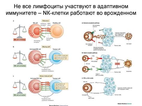 Улучшение иммунной системы: роль слизи