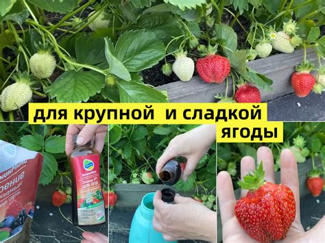 Улучшение плодородия: разъяснение сновидения о густом кусте сладкой ягоды