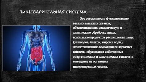 Улучшение функционирования пищеварительной системы и нормализация обмена веществ