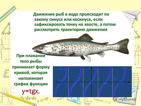 Умение оценивать движение рыбы