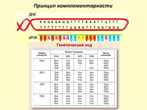 Универсальность генетического кода: описание и принцип работы