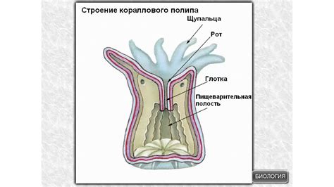 Уникальные адаптации и приспособления коралловых полипов