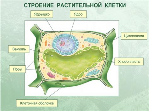 Уникальные клетки, имеющие особую значимость