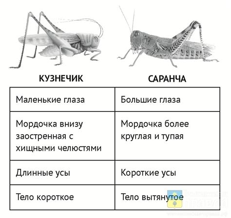 Уникальные особенности размеров саранчи