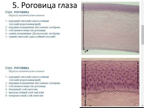 Уникальные свойства плоского эпителия без ядер