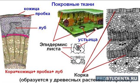 Уникальные свойства покровной ткани