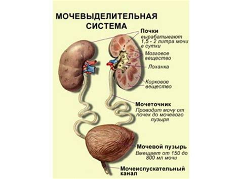 Уплотнение полостной системы почек