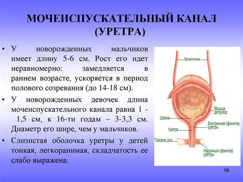 Уретра эпителий разнородный у женщин