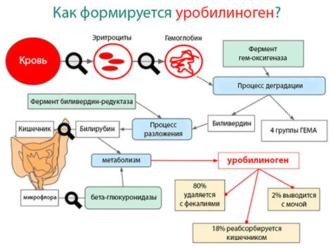 Уробилиноген: роль в организме и функции