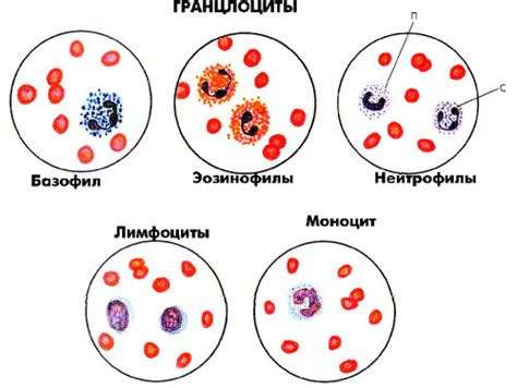 Уровень гранулоцитов: значение для организма