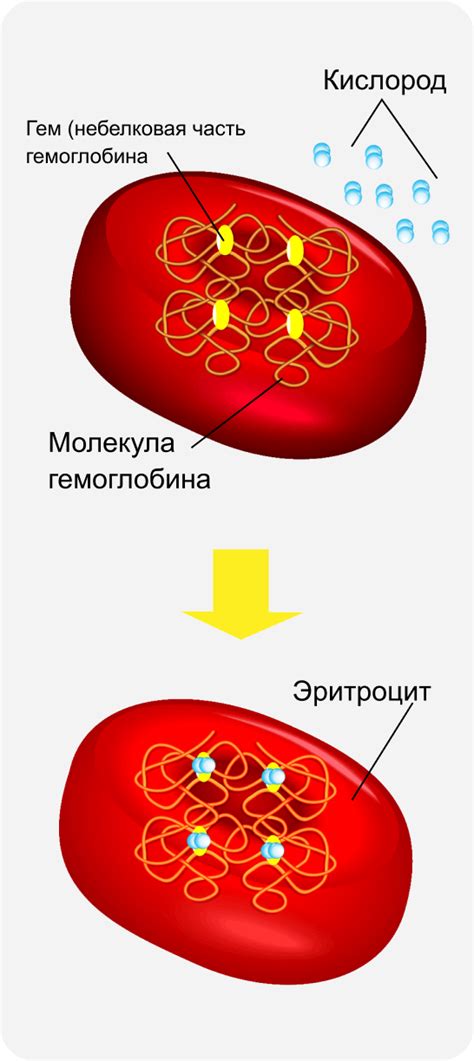 Уровень общего белка в организме