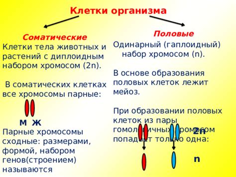 Уровень плоидности: различия между гаплоидным и диплоидным набором