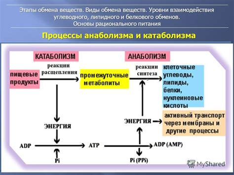 Уровни организации обмена веществ