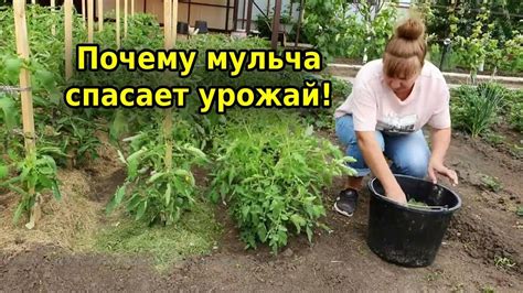 Урожай и плодородие