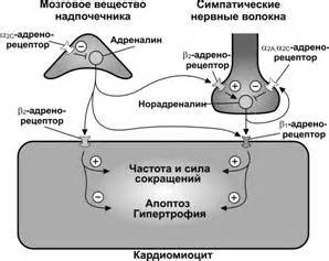 Усиление сосудосуживающего действия адреналина и норадреналина: ключевые аспекты