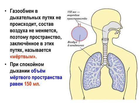 Усиленное обоняние и здоровье органов дыхания