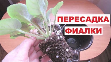 Ускорение восстановления растения