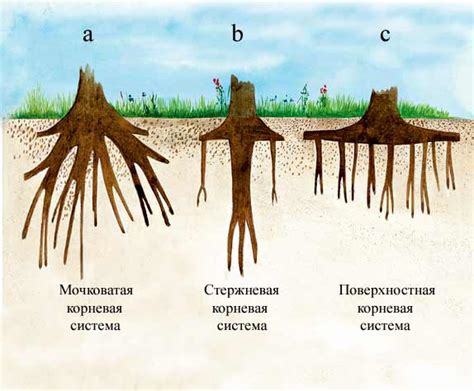 Ускорение развития корневой системы